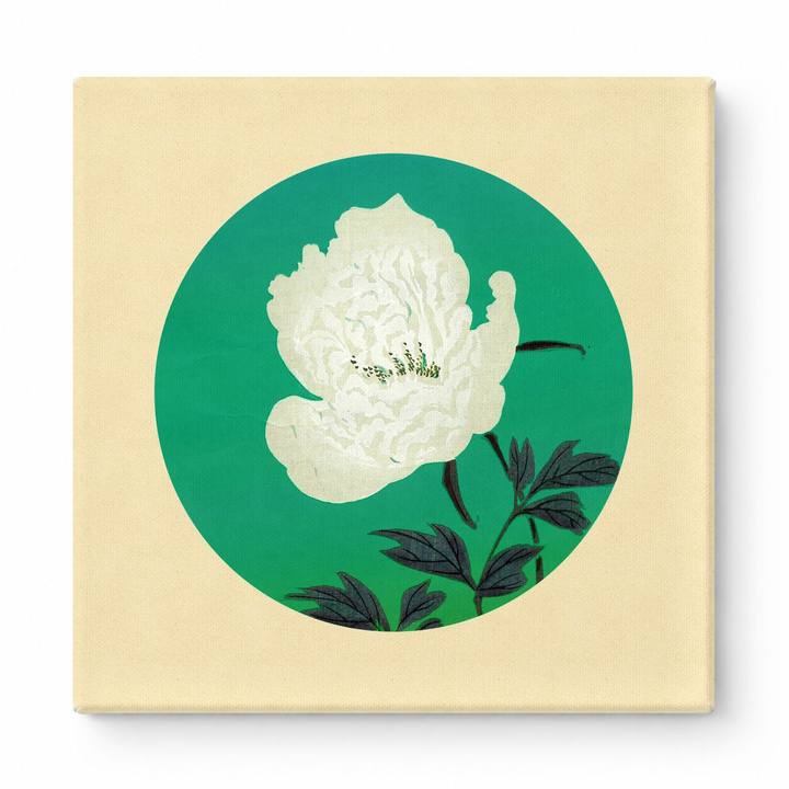 White Peony