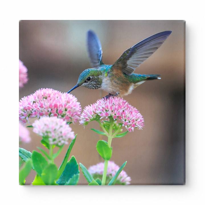 Hummingbird at Pink Blossoms