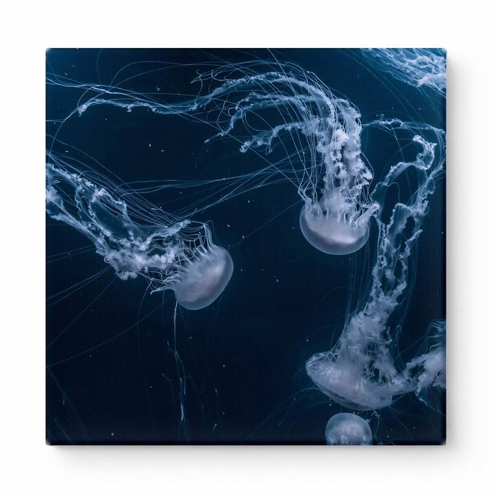 Jellyfish in Deep Blue