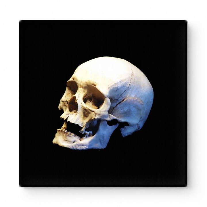 Human Skull Study