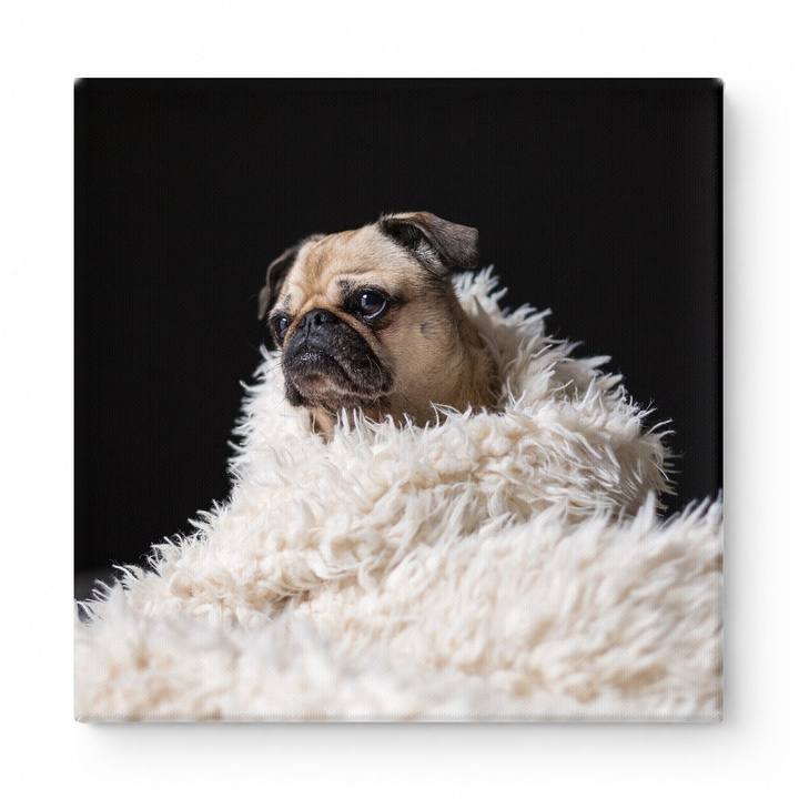 Pug Wrapped in Fluffy Blanket