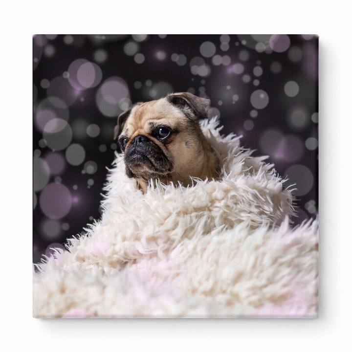 Cozy Pug in Fluffy Blanket