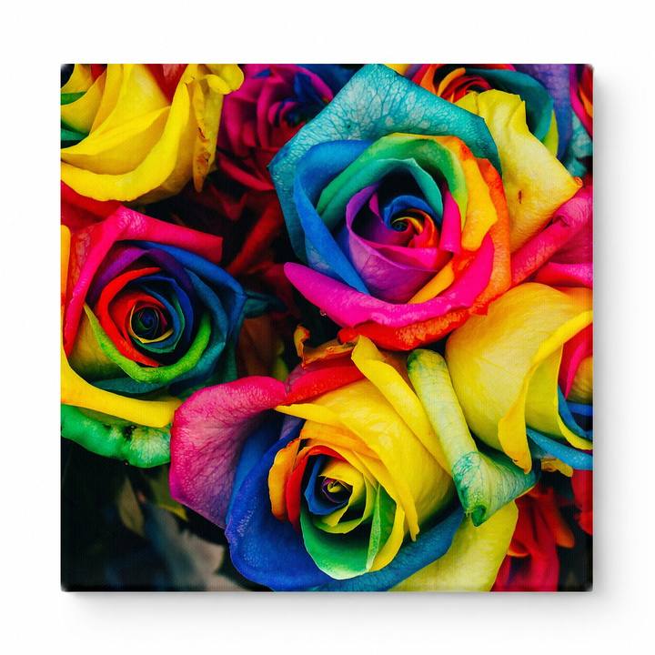Rainbow Roses