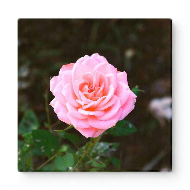 Pink Rose in Bloom