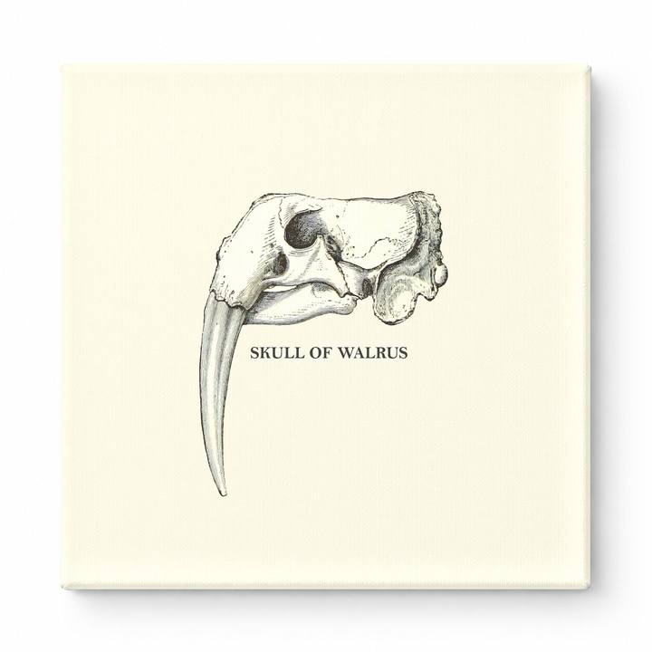 Skull of Walrus