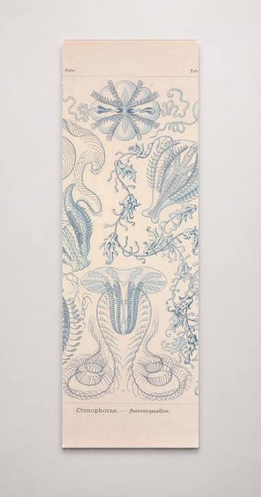 Kunstformen der Natur (Tafel 27) BHL47388099