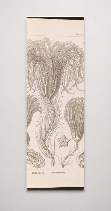 Crinoidea. - Palmensterne LCCN2015648907