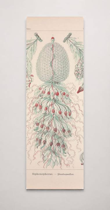 Kunstformen der Natur (Tafel 59) BHL47388273