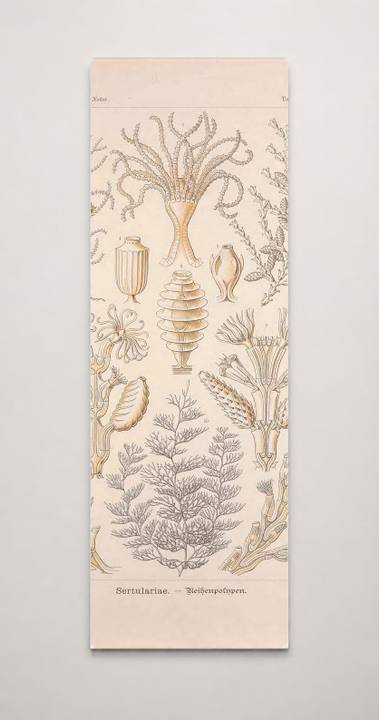 Kunstformen der Natur (Tafel 25) BHL47388091