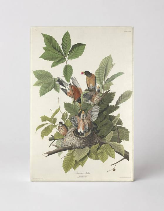 American Robin (1833)