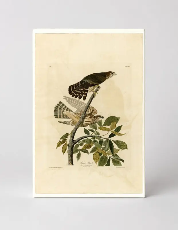Pigeon Hawk, Plate XCII (1827–1838)