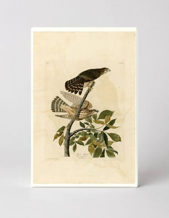 Pigeon Hawk, Plate XCII (1827–1838)