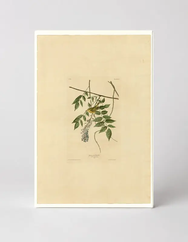Yellow Poll Warbler (Plate 95)
