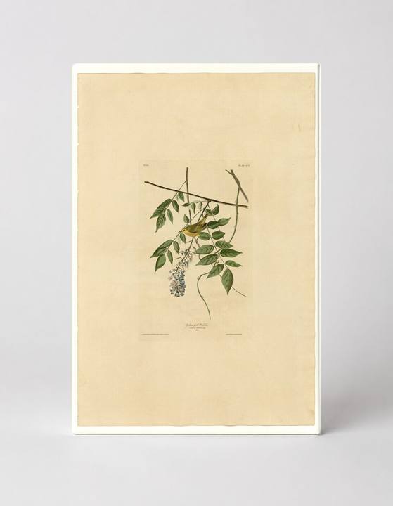 Yellow Poll Warbler (Plate 95)