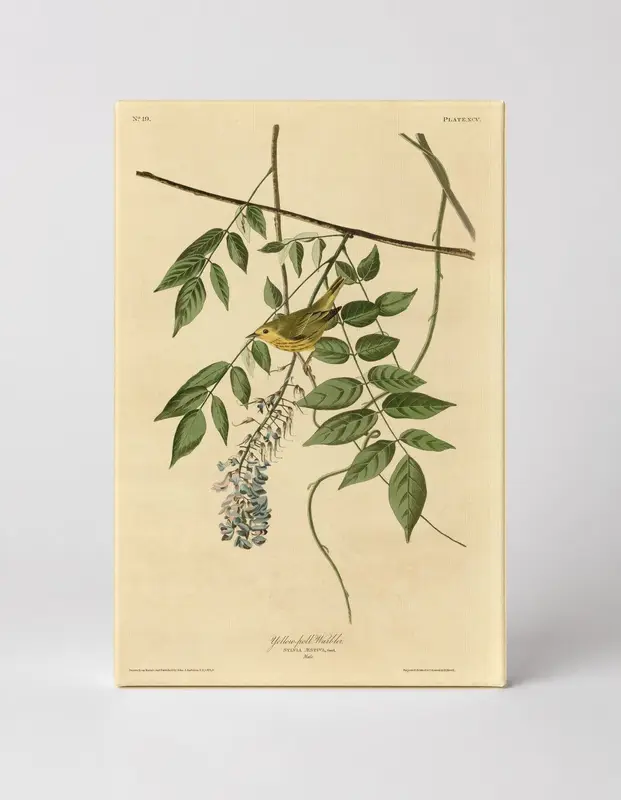 Yellow Poll Warbler, Plate XCV (1827–1838)