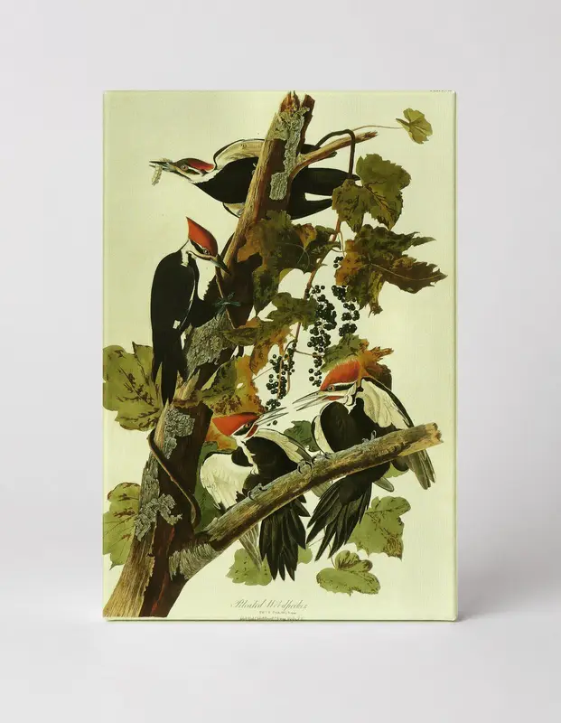 Pileated Woodpecker (1826)