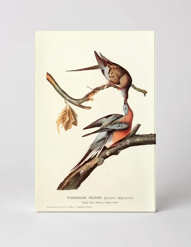 Passenger Pigeon (Columba Migratoria)