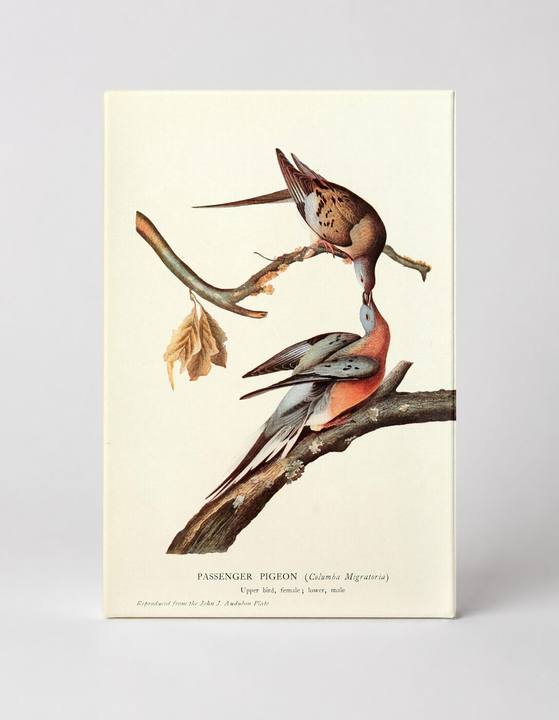 Passenger Pigeon (Columba Migratoria)