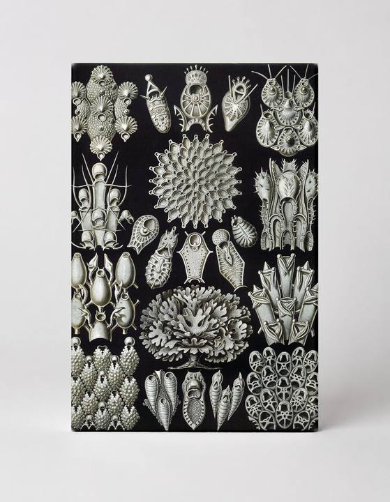 Bryozoa, Plate 23 from Kunstformen der Natur (1904)