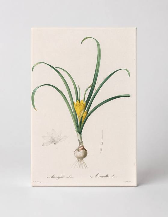 Amaryllis Lutea / Amaryllis Toxica