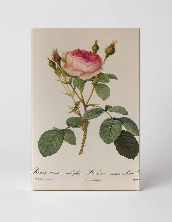 Rosa Muscosa Multiplex (Mossy Rose with Double Flowers)