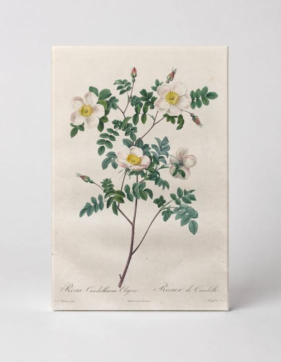 Rosa Candolleana Elegans, from Les Roses