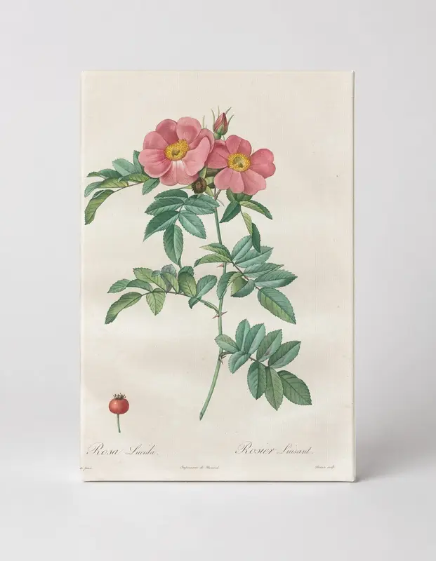 Rosa Lucida (Les Roses)