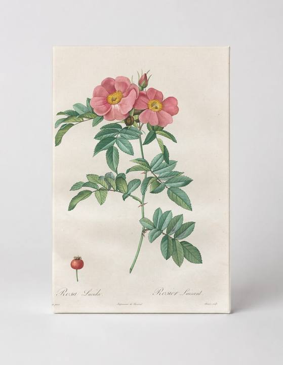 Rosa Lucida (Les Roses)