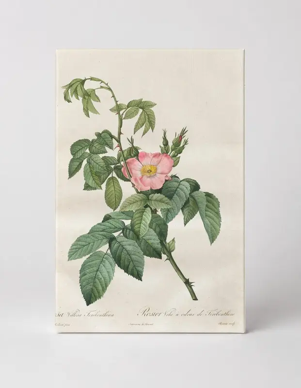 Rosa Villosa Terebenthina, from Les Roses