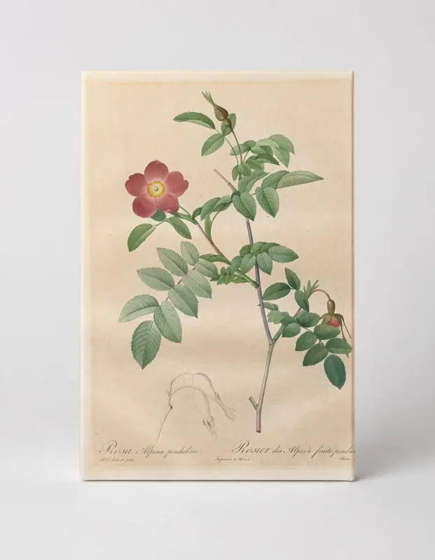 Rosa Alpina Pendulina (Les Roses)