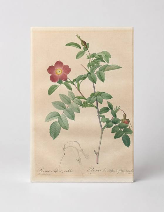 Rosa Alpina Pendulina (Les Roses)
