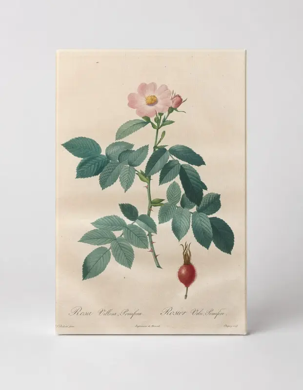 Rosa Villosa, Pomifera (Les Roses)