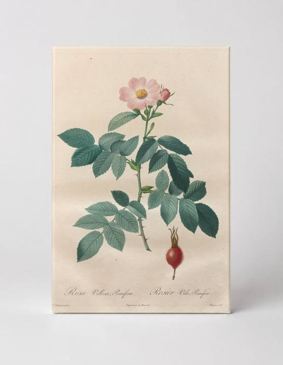 Rosa Villosa, Pomifera (Les Roses)