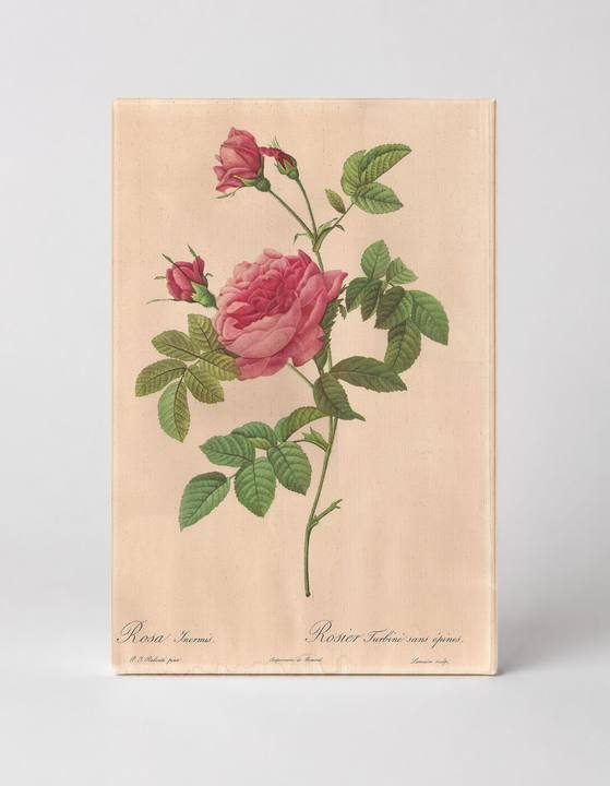 Rosa Inermis / Rosier Turbine sans épines