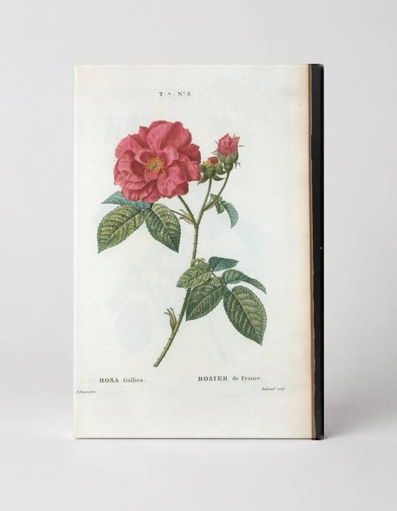 Rosa Gallica - Rosier de France