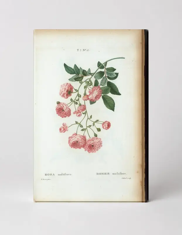 Rosa multiflora (Rambler Rose)