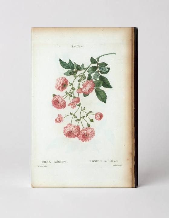 Rosa multiflora (Rambler Rose)