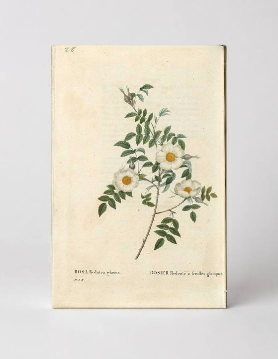 Rosa Redutea Glauca