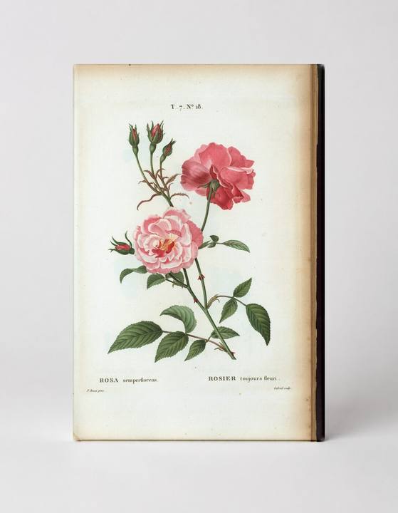 Rosa Semperflorens / Rosier Toujours Fleuri