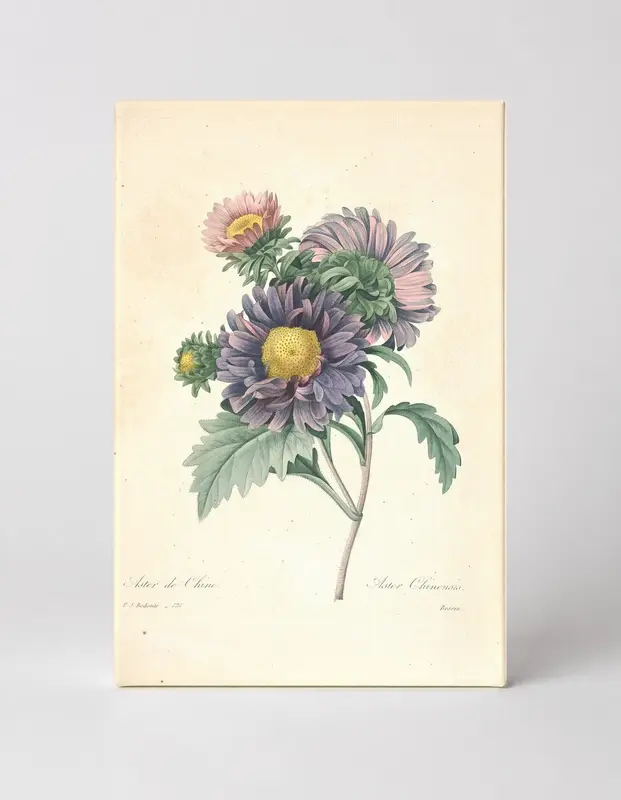 Aster de Chine / Aster Chinensis