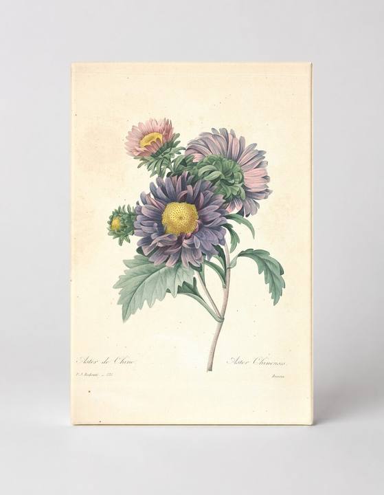 Aster de Chine / Aster Chinensis
