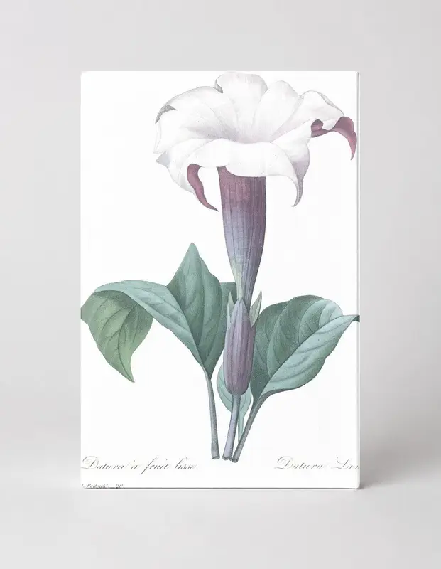 Datura à fruit lisse / Datura Lævis (1827)