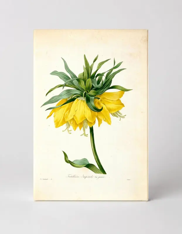 Fritillaria Imperialis, var. jaune (1827)