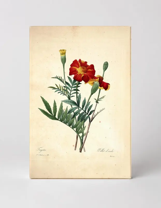 Tagetes / Œillet d'Inde (1827)