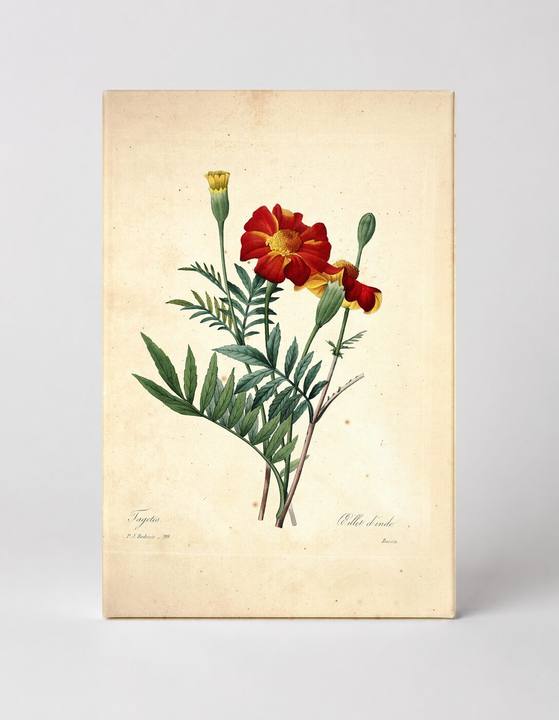 Tagetes / Œillet d'Inde (1827)