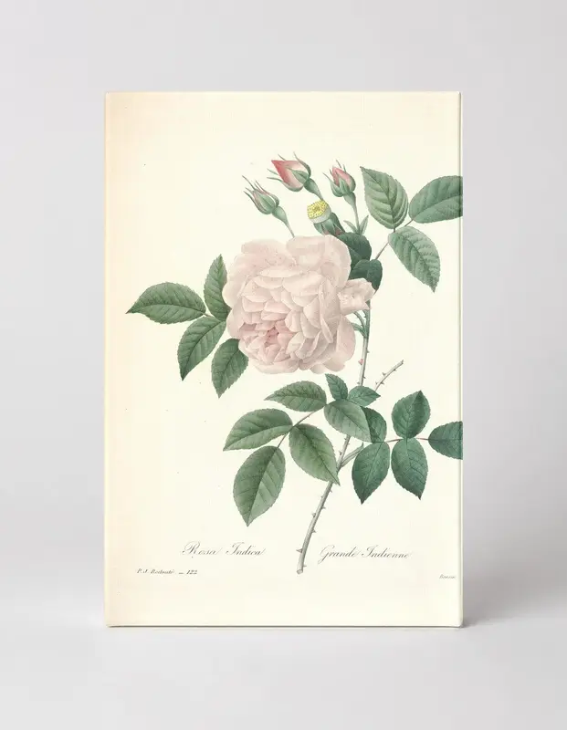 Rosa Indica / Grande Indienne (c. 1817)