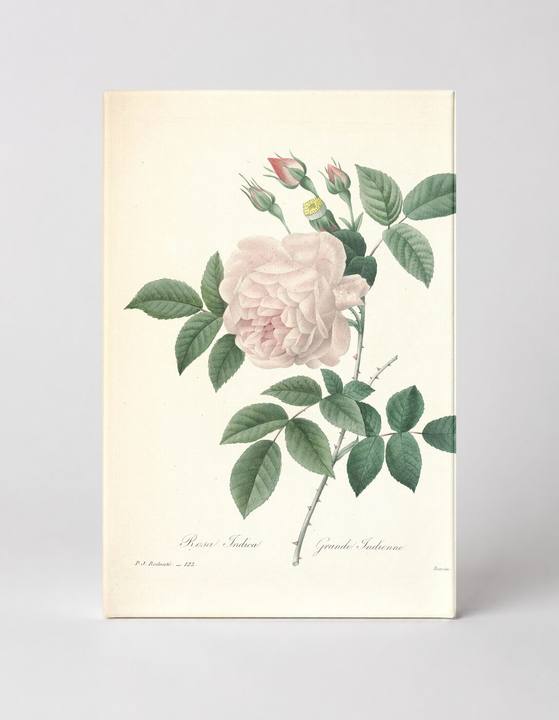 Rosa Indica / Grande Indienne (c. 1817)