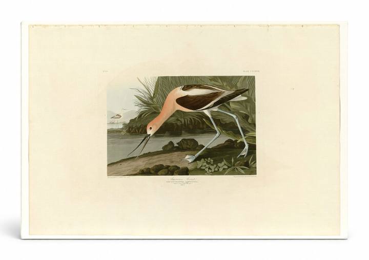 American Avocet (1838)