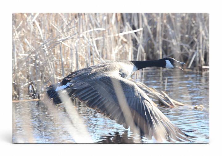 Canada Goose in Flight