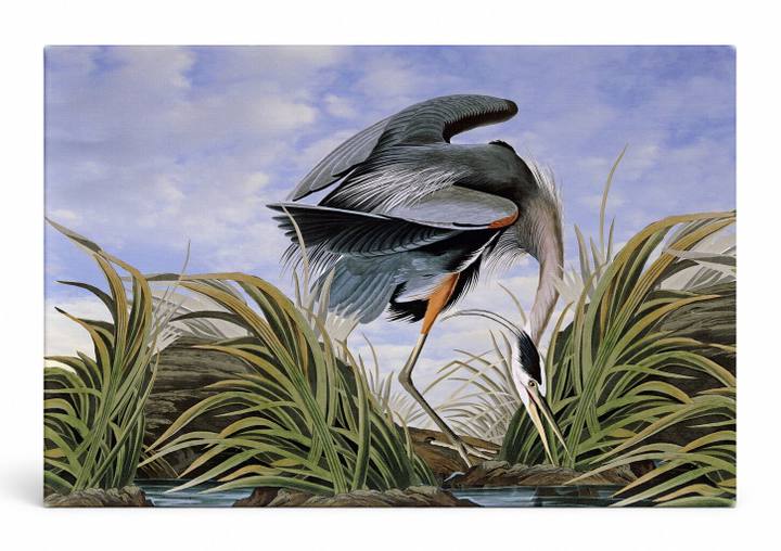 Great Blue Heron (1834)
